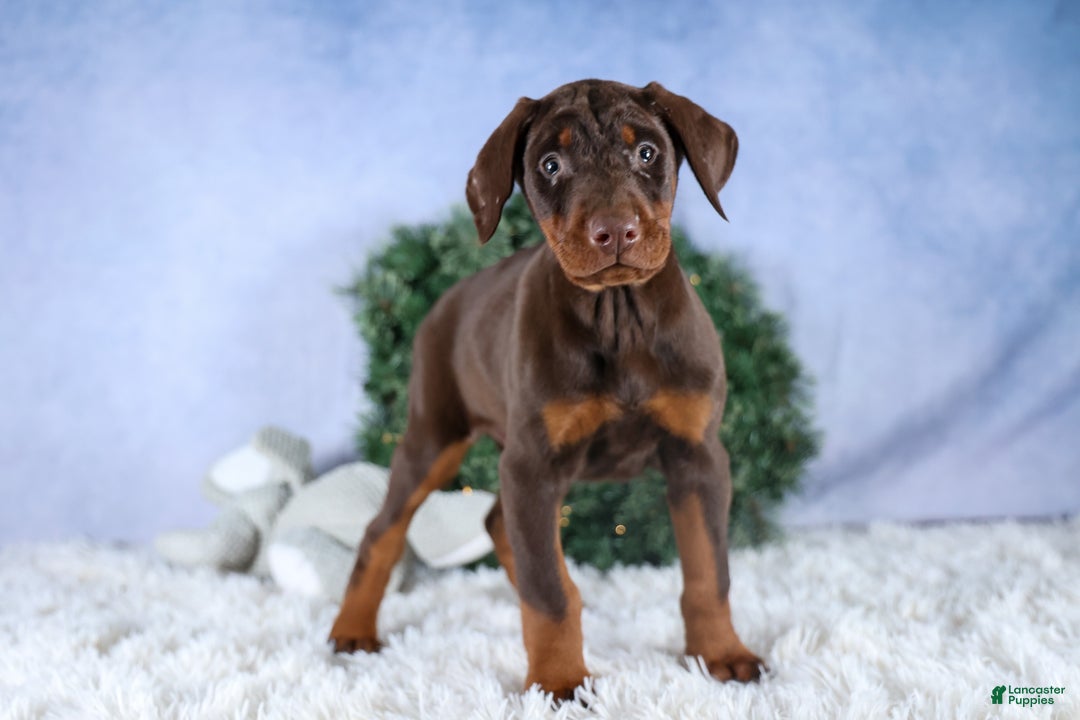 Doberman Pinscher dogs for sale: TYSON - Ad 6