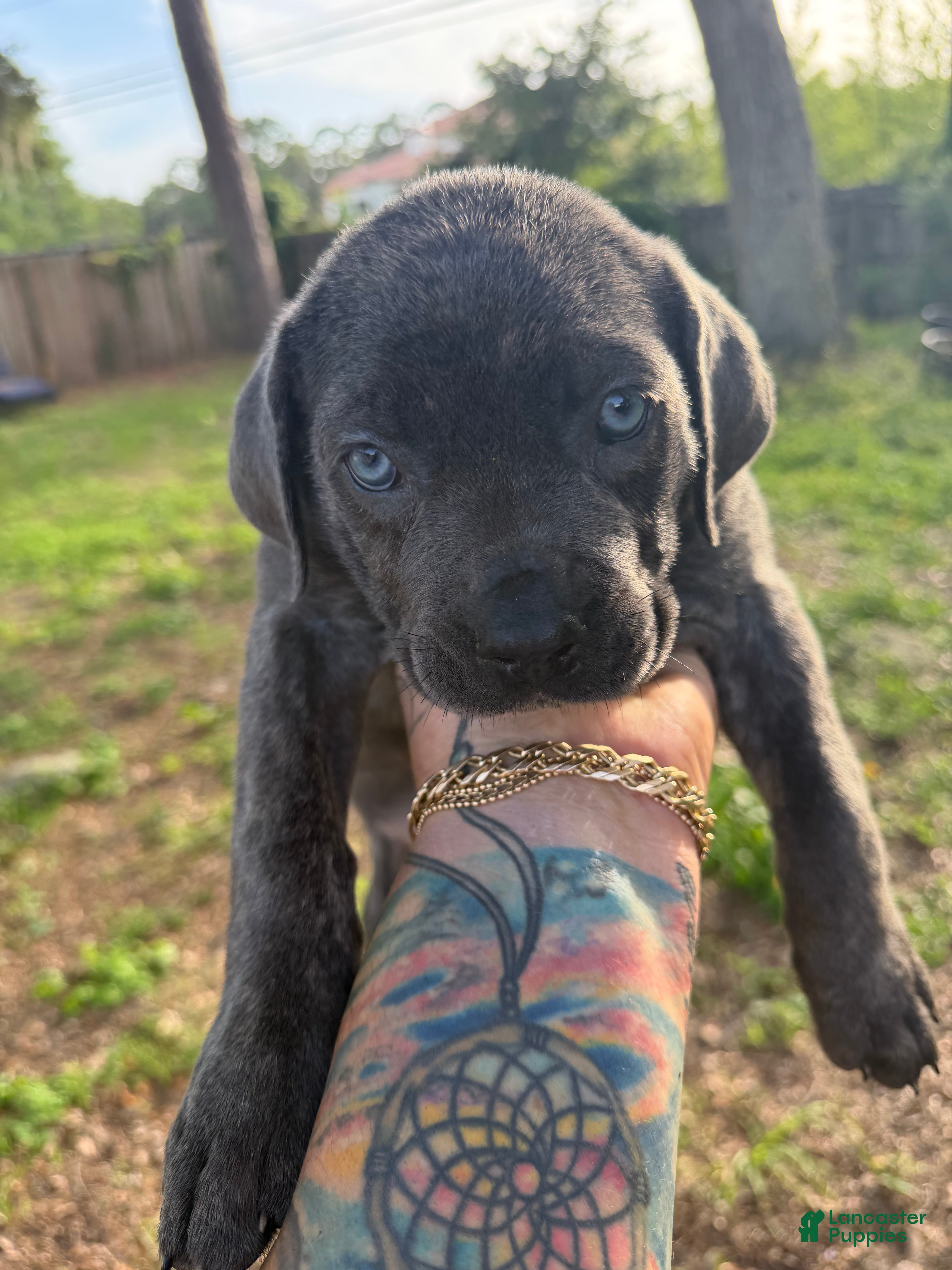 Cane Corso dogs Nyx - Ad 21
