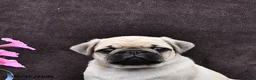 Pug dogs for sale: Dixon - Ad 4