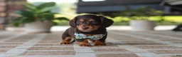 Miniature Dachshund dogs for sale: Warren - Ad 11