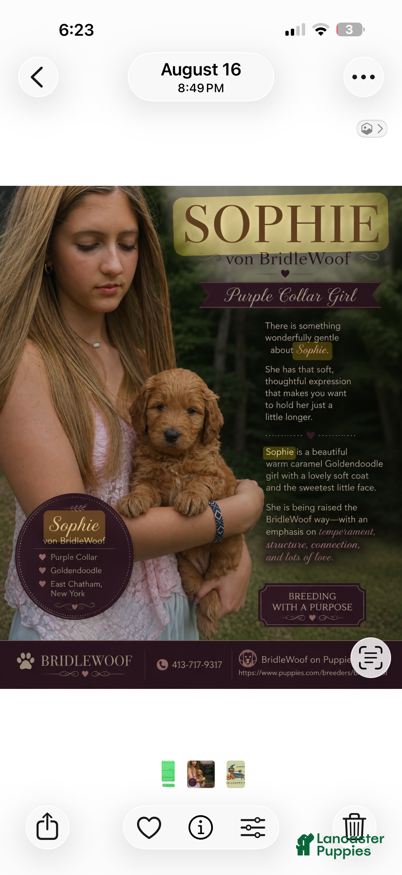 Goldendoodle dogs for sale: Sophie von BridleWoof  - Ad 2