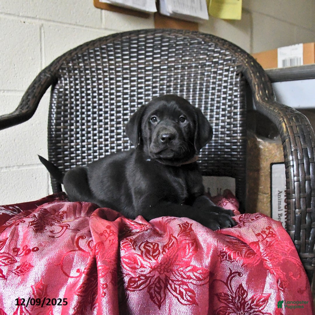 Labrador Retriever dogs for sale: Baxter - Ad 5