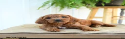 Cavapoo dogs for sale: Franklin - Ad 3