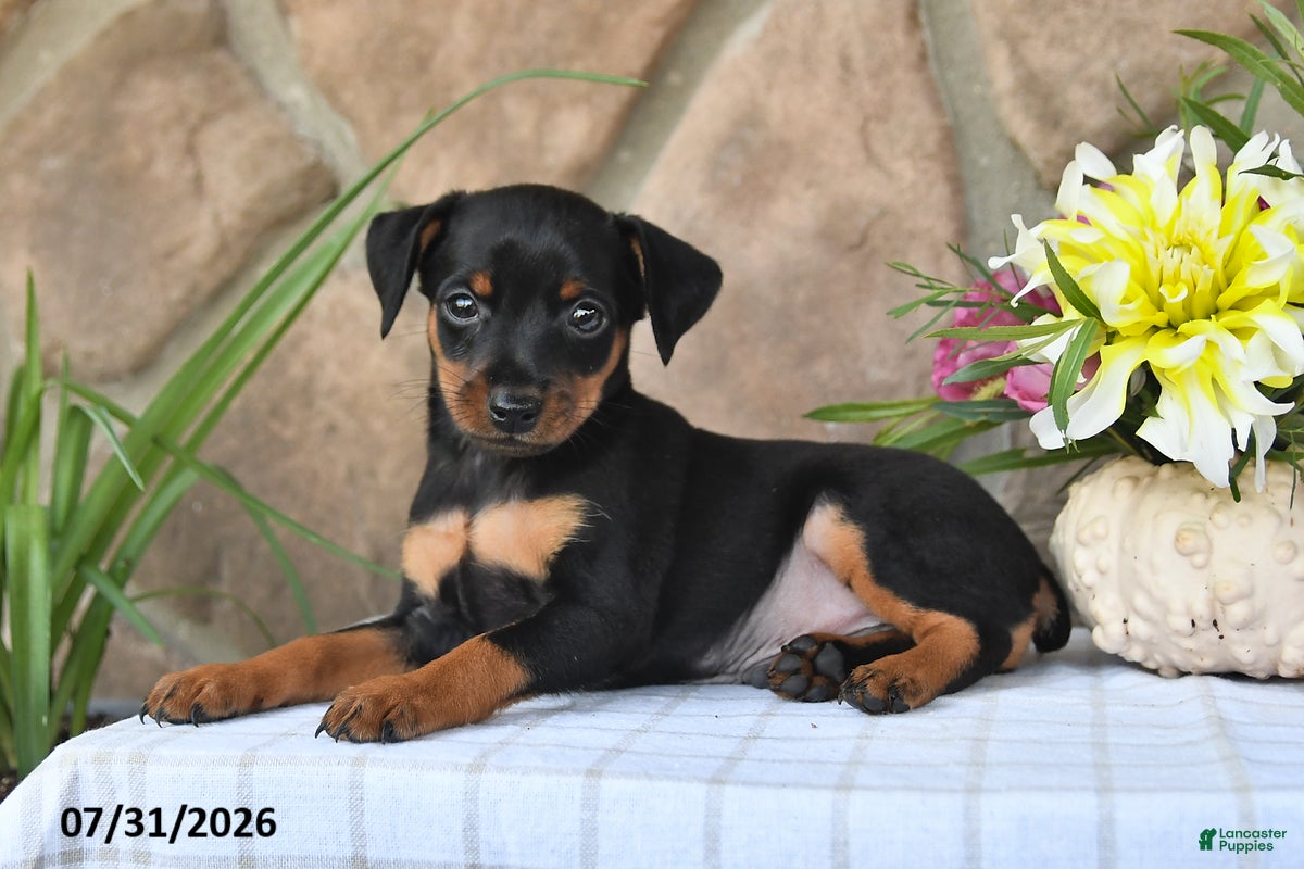 Miniature Pinscher dogs Tyrell - Ad 2