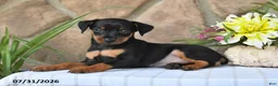 Miniature Pinscher dogs for sale: Tyrell - Ad 2
