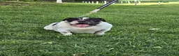English Bulldog dogs for sale: Marshall - Ad 10