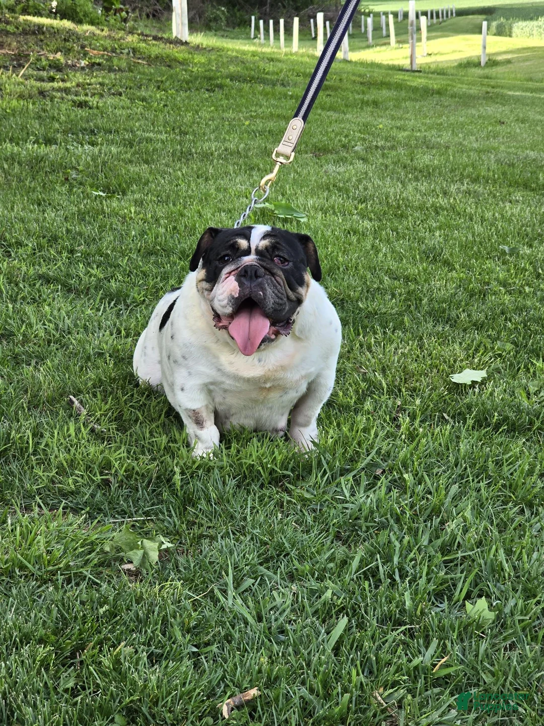 English Bulldog dogs for sale: Marshall - Ad 10