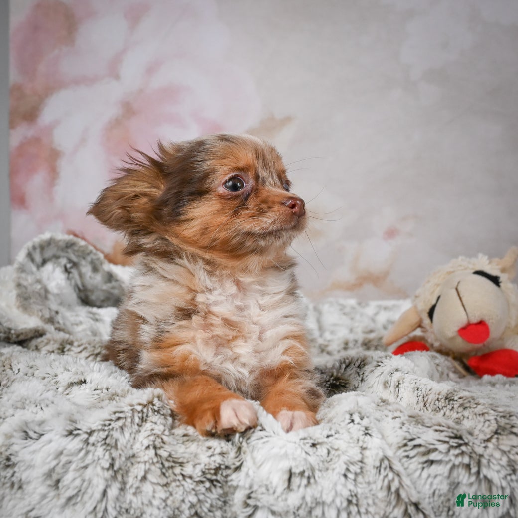 Chihuahua dogs Rolex - Ad 2