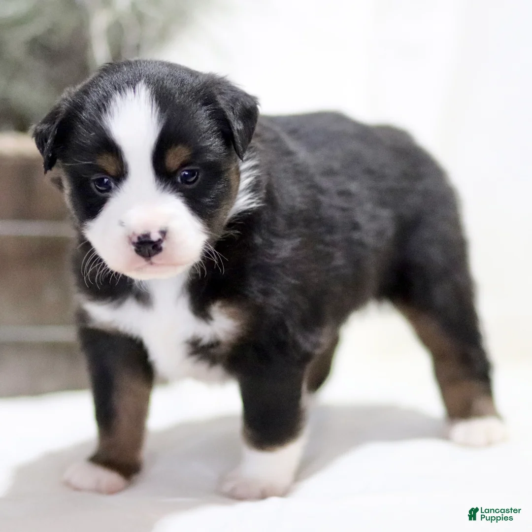 Miniature Australian Shepherd dogs for sale: Alex - Ad 2
