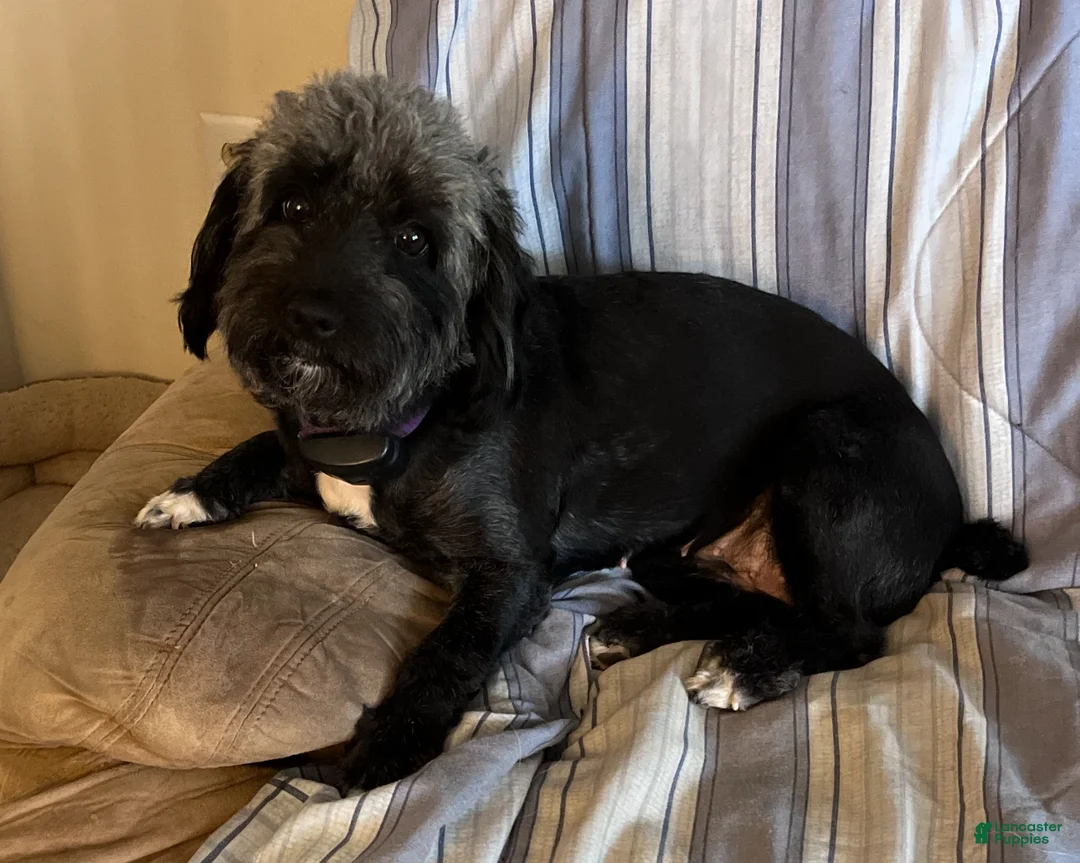 Mixed Breed dogs for sale: Corgi-Poo Schnoodle Hybrid - Ad 2