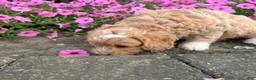 Mini Goldendoodle dogs for sale: Angel Mini Goldendoodle  - Ad 6