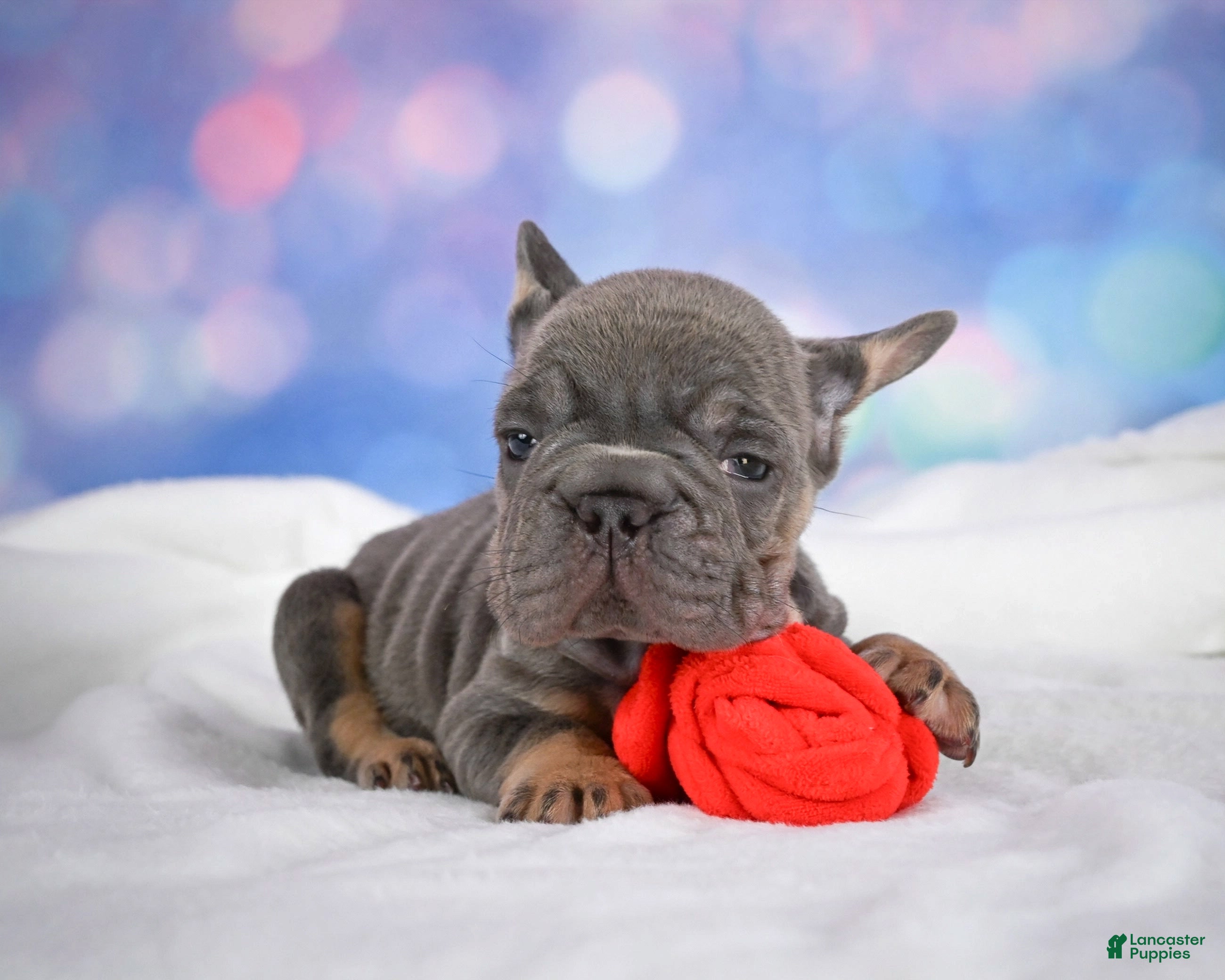 French Bulldog dogs Paris - Ad 2