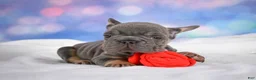 French Bulldog dogs for sale: Paris - Ad 2