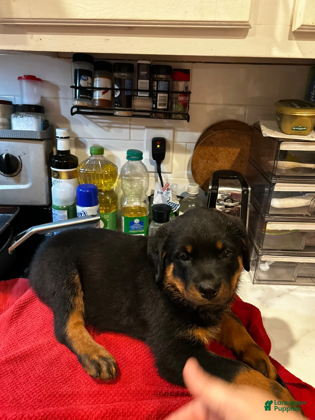 Rottweiler dogs for sale: Rottweiler 2 - Ad 1