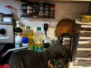 Rottweiler dogs Blue boy - Ad 41