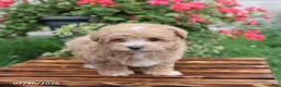 Maltipoo dogs for sale: Hershey - Ad 5