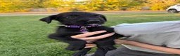 Mixed Breed dogs for sale: Doberdoodle 4 - Ad 2