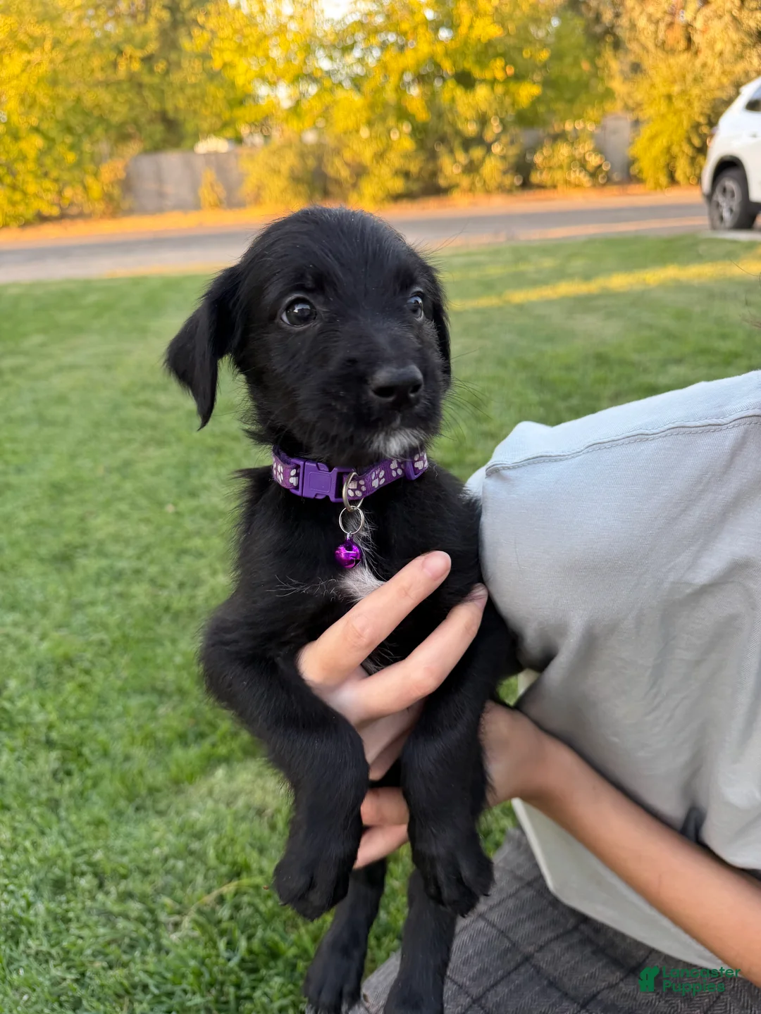 Mixed Breed dogs for sale: Doberdoodle 4 - Ad 2