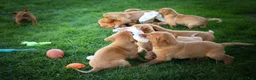 Labrador Retriever dogs for sale: NATHAN - Ad 13