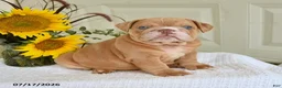 English Bulldog dogs for sale: Troy - Ad 1