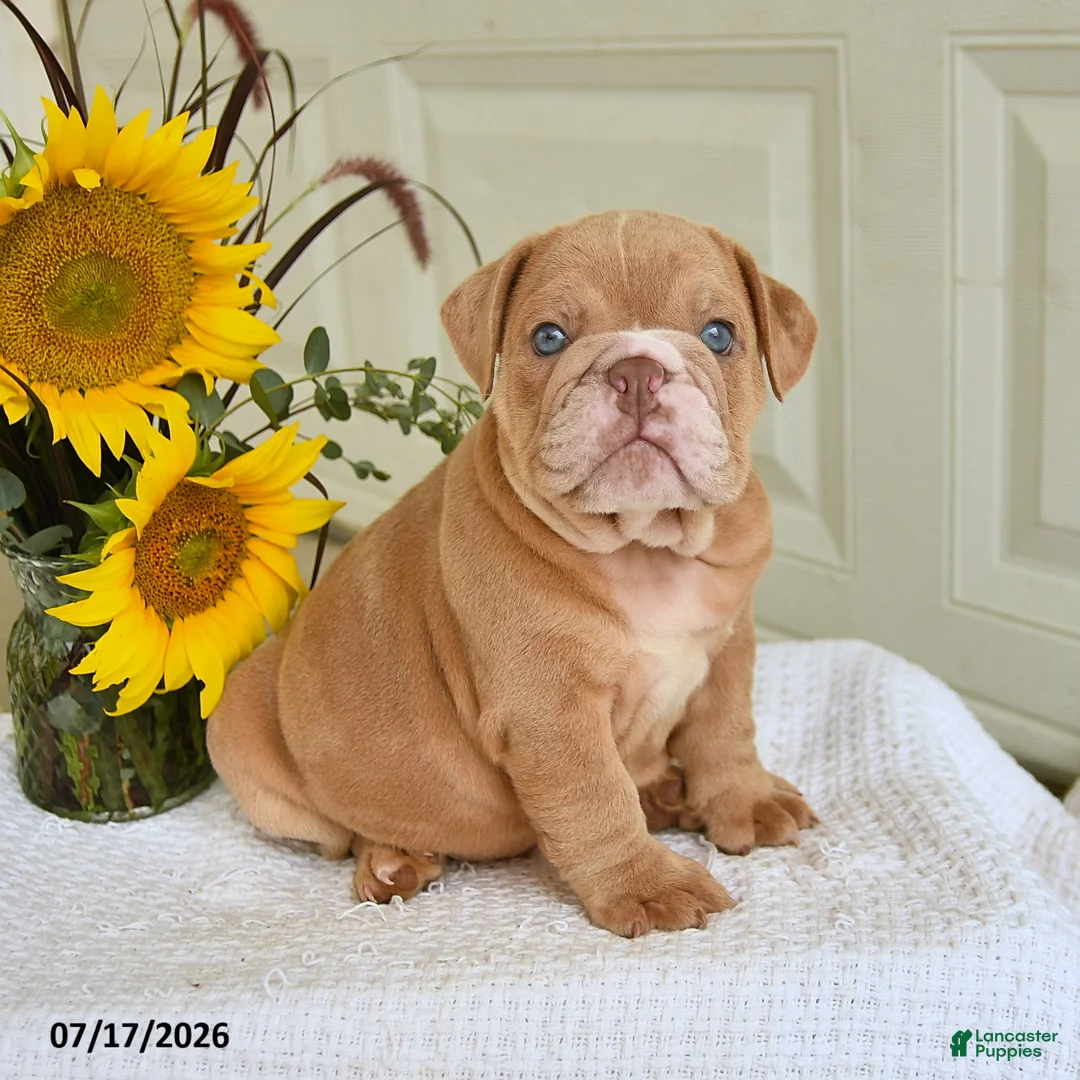English Bulldog dogs for sale: Troy - Ad 1