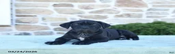 Cane Corso dogs for sale: Tazer - Ad 4