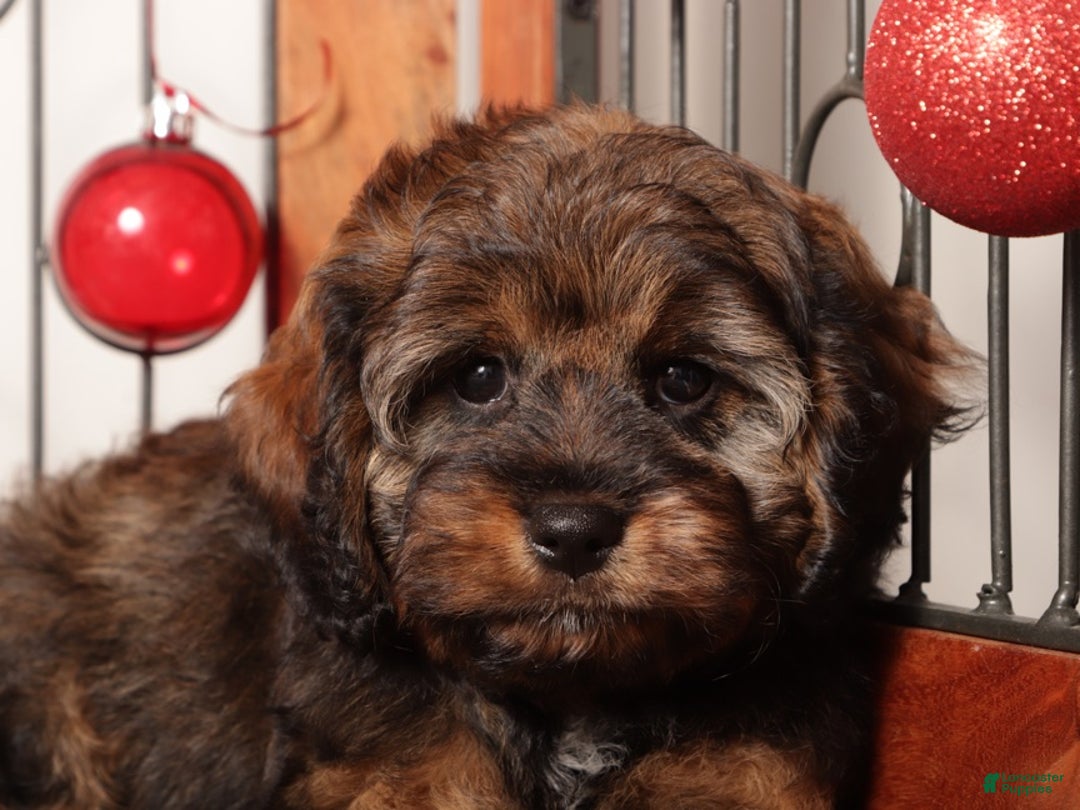 Cavapoo dogs for sale: Gracie - Ad 3