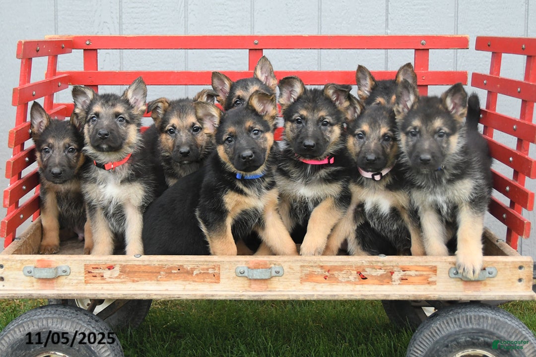 German Shepherd dogs for sale: Willow - Ad 2