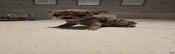 Chihuahua dogs for sale: Bella-Jean  - Ad 4
