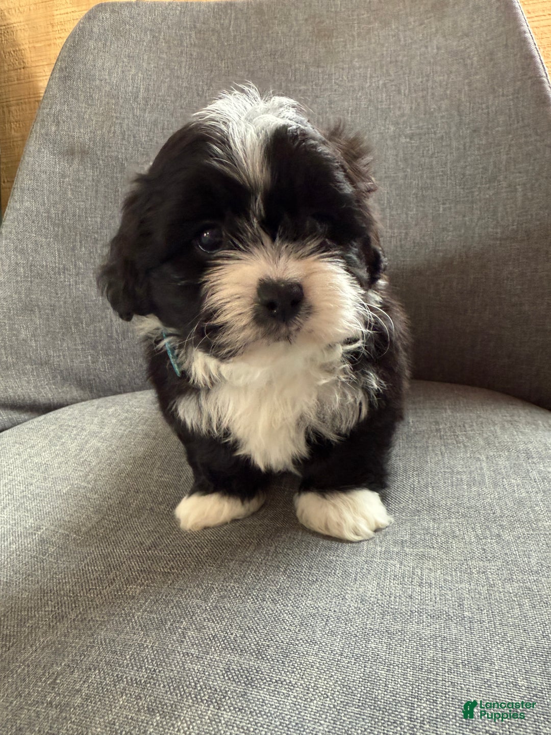 Teddy Bear dogs for sale: Sammy - Ad 6