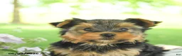 Yorkshire Terrier dogs for sale: Honey - Ad 5