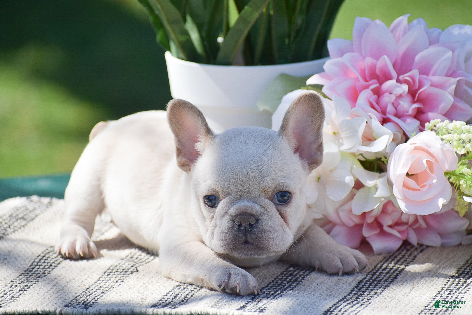 French Bulldog dogs Sunflower - Ad 1