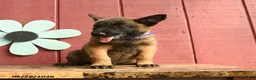 Belgian Malinois dogs for sale: Pringles - Ad 3