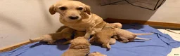 Labradoodle dogs for sale: Zena (Girl) - Ad 6