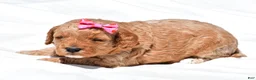 Mini Goldendoodle dogs for sale: Natalie - Ad 5
