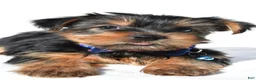 Yorkshire Terrier dogs for sale: Jasper - Ad 6