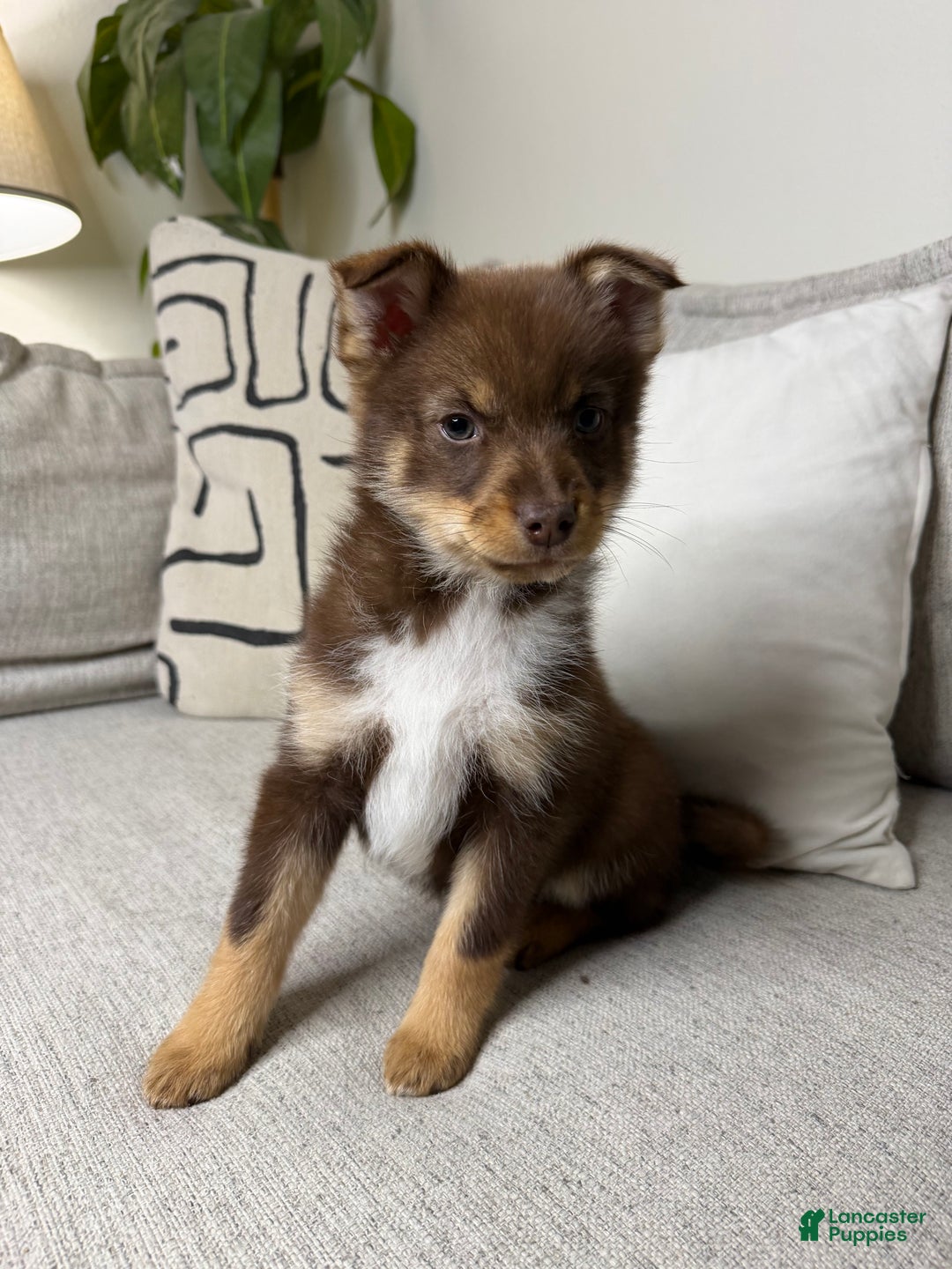Pomsky dogs for sale: Dotty - Ad 10