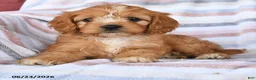 Cavapoo dogs for sale: Custard - Ad 3