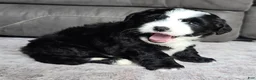 Mini Bernedoodle dogs for sale: Mini Clover - Ad 3