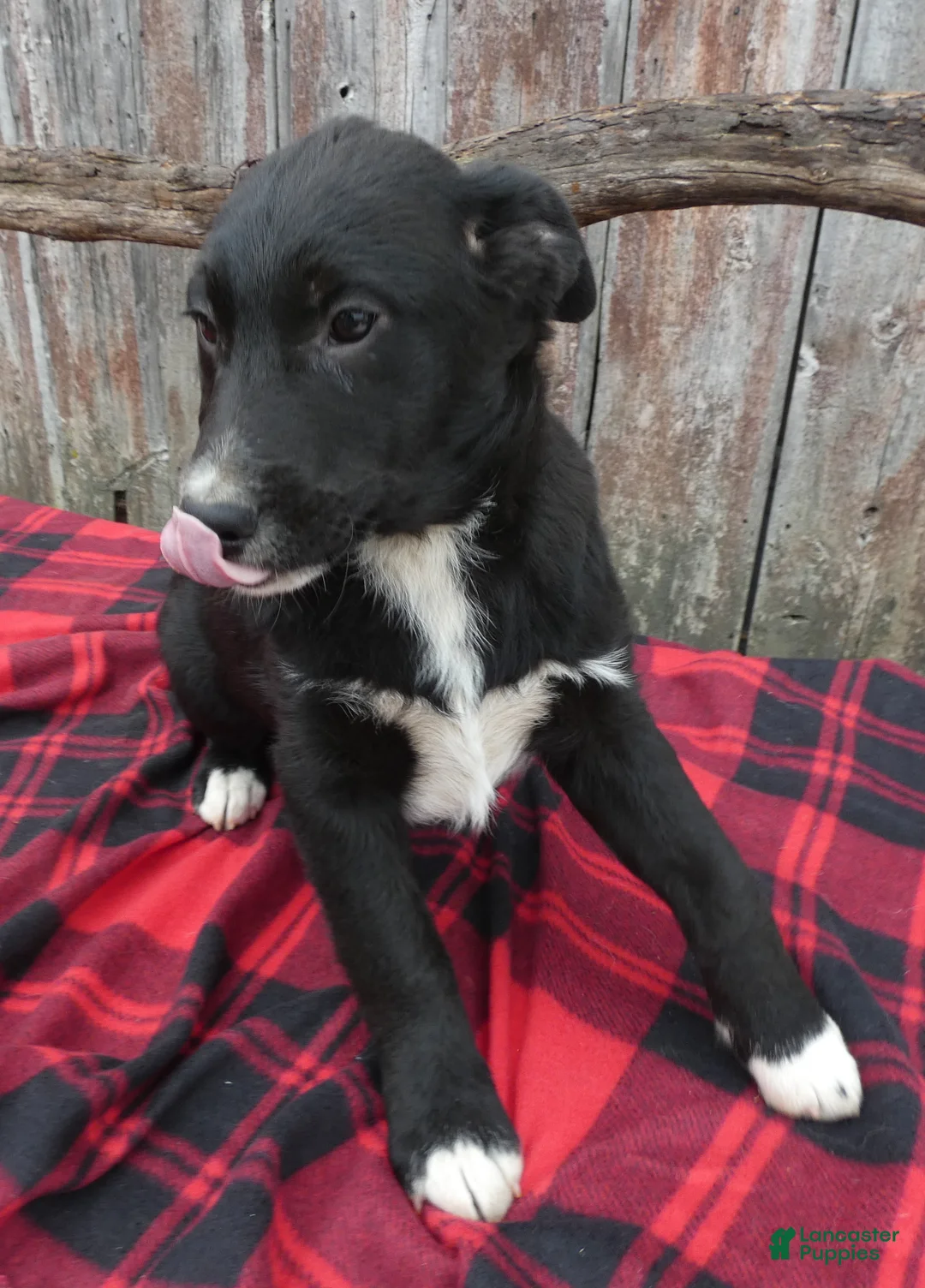 Mixed Breed dogs for sale: Mixed Breed Puppy 6 Pierce - Ad 2