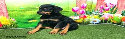 Rottweiler dogs for sale: Rosie - Ad 3