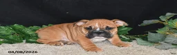 English Bulldog dogs for sale: Thor - Ad 4