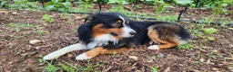 Australian Shepherd dogs for sale: Luke - Ad 10