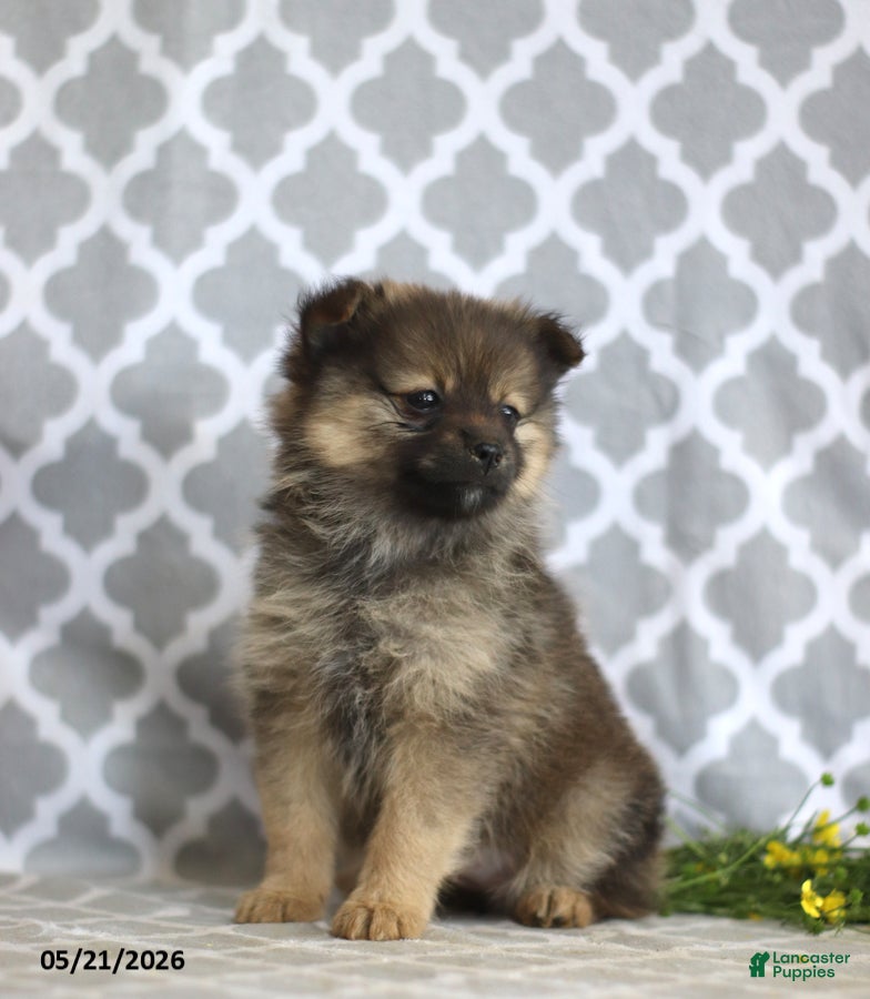 Pomeranian dogs Goldilocks - Ad 2