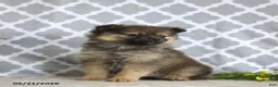 Pomeranian dogs for sale: Goldilocks - Ad 2