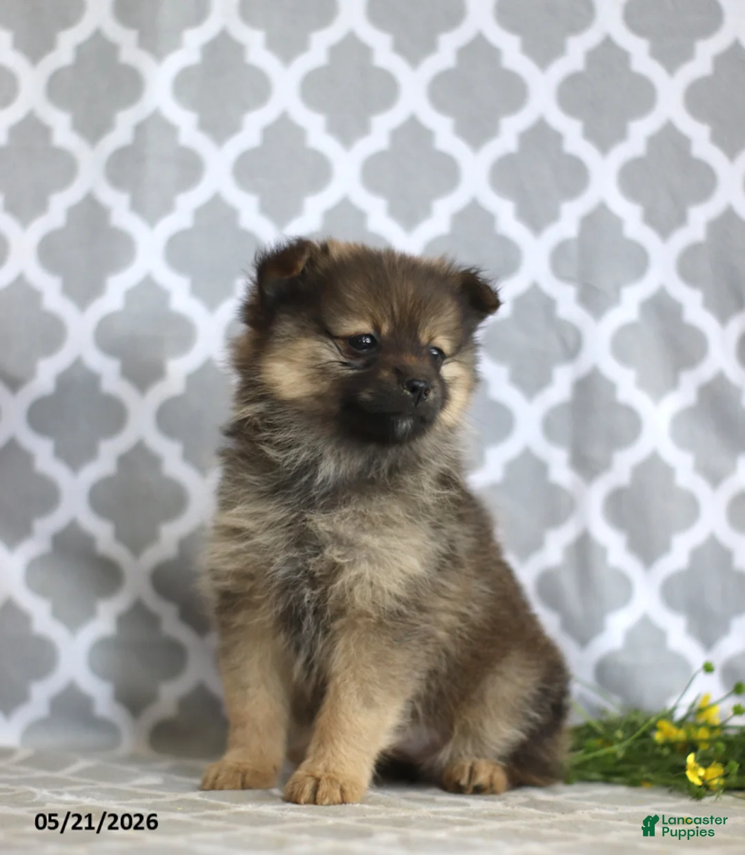 Pomeranian dogs for sale: Goldilocks - Ad 2