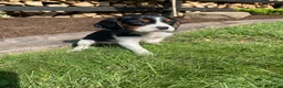 Beaglier dogs for sale: Abby - Ad 10