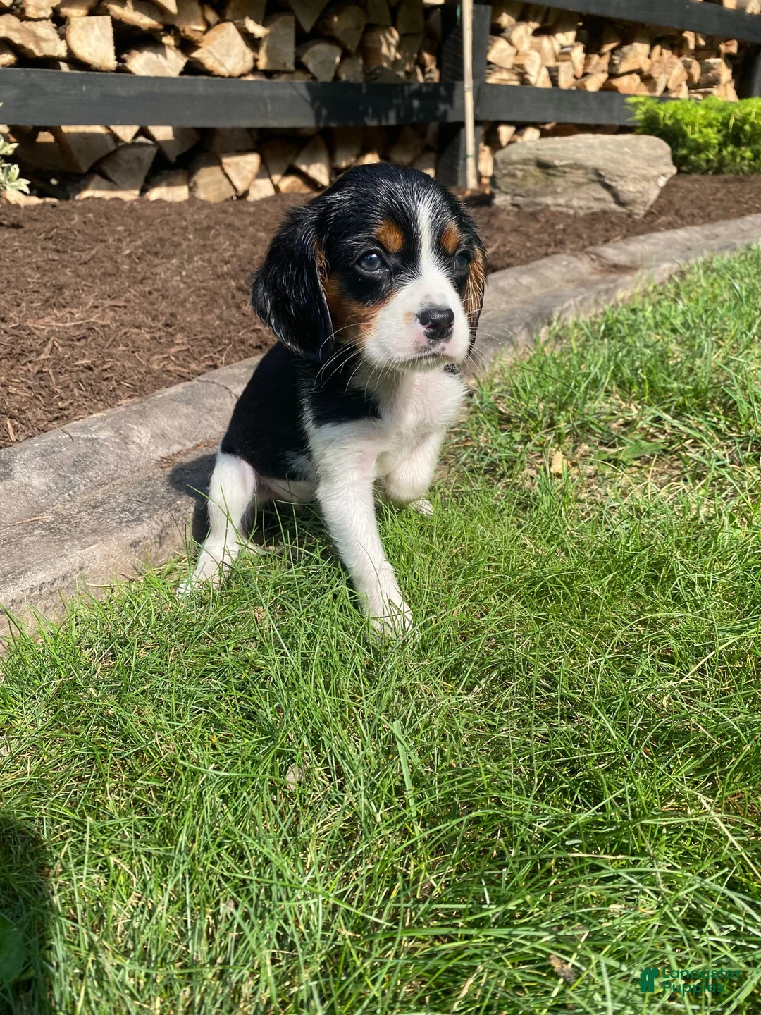 Beaglier dogs for sale: Abby - Ad 10