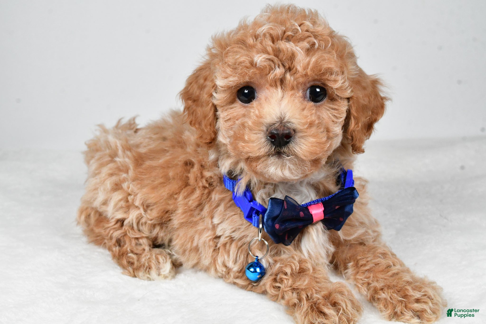 Bichpoo dogs Mark - Ad 1