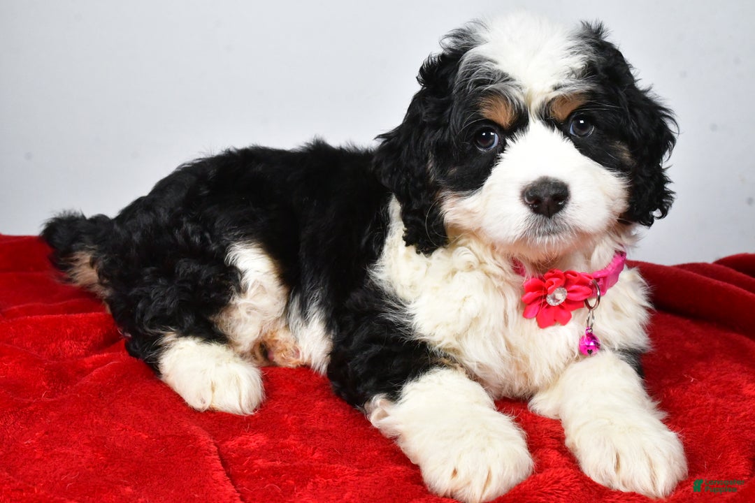 Mixed Breed dogs for sale: Carmel - Ad 2